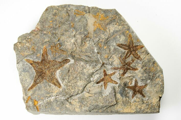 Cluster Of Fossil Starfish (Petraster?) - El Kaid Rami, Morocco #193732